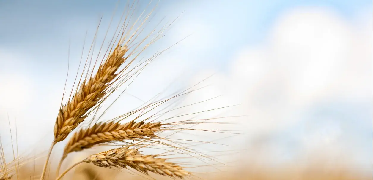 grain harvest